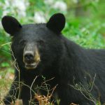 article image - 0810 PGC Black bear